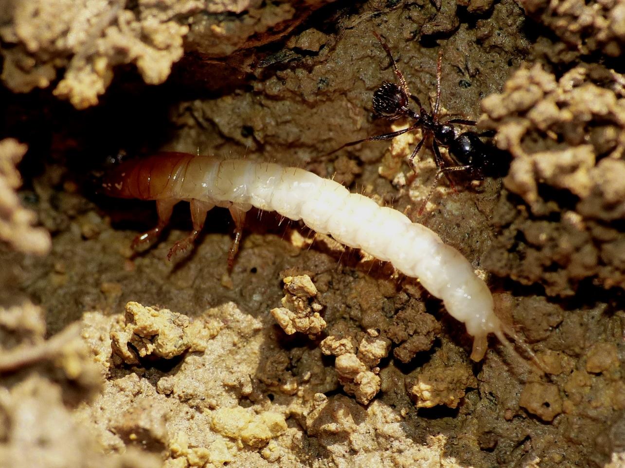 Larva di Carabidae